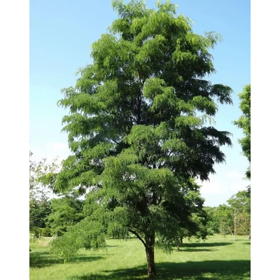 Robinia pseudoacacia 'Rozynskiana' – Fehér akác
