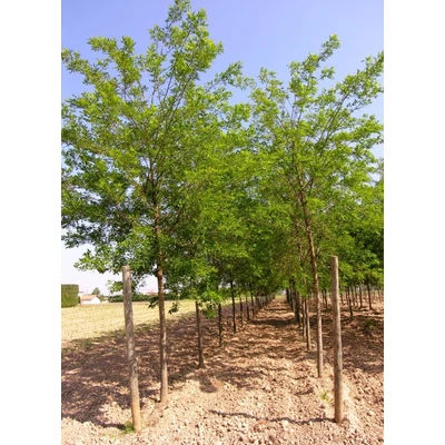Robinia pseudoacacia 'Sandraudiga' – Fehér akác