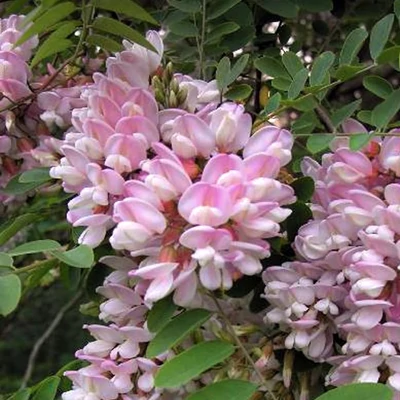 Robinia slavinii 'Hillieri'
