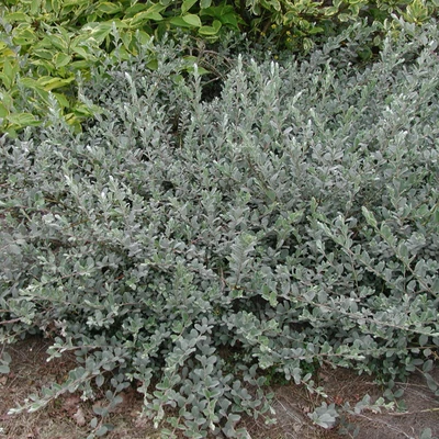 Salix repens nitida – Kúszó fűz
