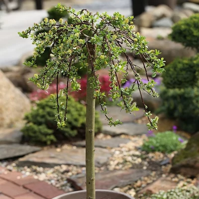 Salix simulatrix – Fűz