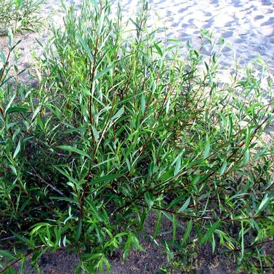 Salix acutifolia – Fűzfa