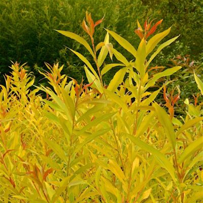 Salix alba 'Aurea' – Fehér fűz