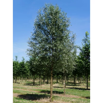 Salix alba 'Belders' – Fehér fűz