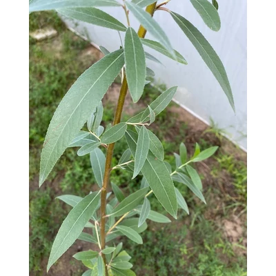 Salix alba 'Gemenc' – Fehér fűz