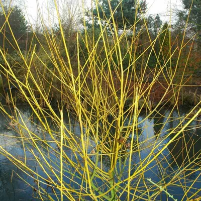 Salix alba 'Golden Ness' – Fehér fűz