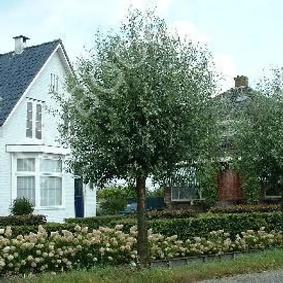 Salix alba 'Liempde' – Fehér fűz