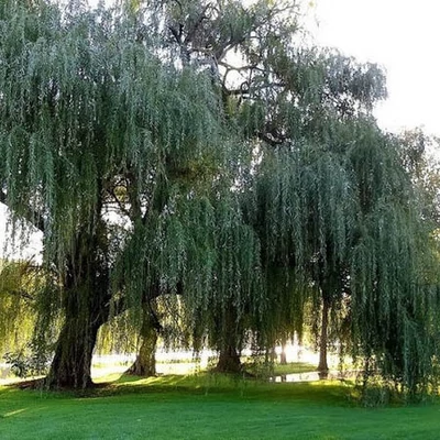 Salix alba 'Strachowo' – Fehér fűz