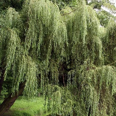 Salix alba 'Tristis Resistenta' – Fehér fűz