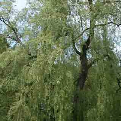 Salix alba 'Vitellina Pendula' – Fehér fűz