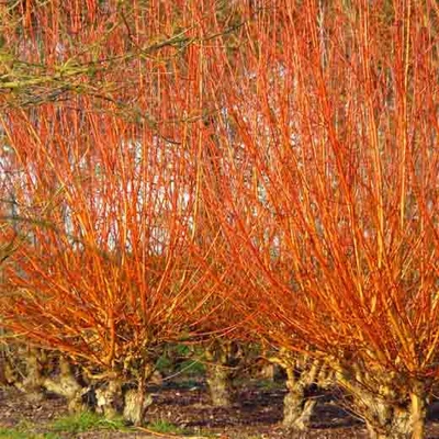 Salix alba 'Yelverton' – Fehér fűz
