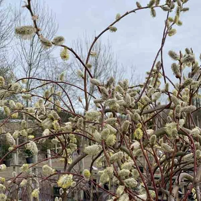 Salix caprea 'Curly Locks' – Barkafűz
