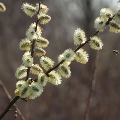 Salix caprea 'Silberglanz' – Barkafűz