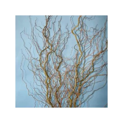 Salix 'Caradoc' – Csavartfűz