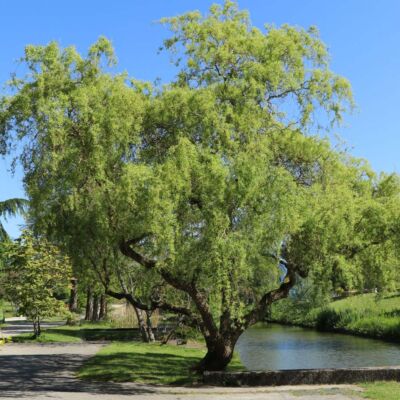 Salix erythroflexuosa - Csavart és csüngő fűz