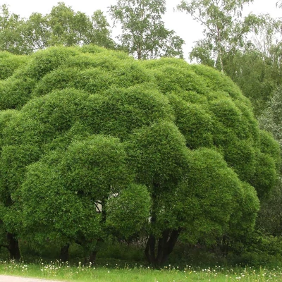 Salix fragilis 'Bullata' – Törékeny fűz