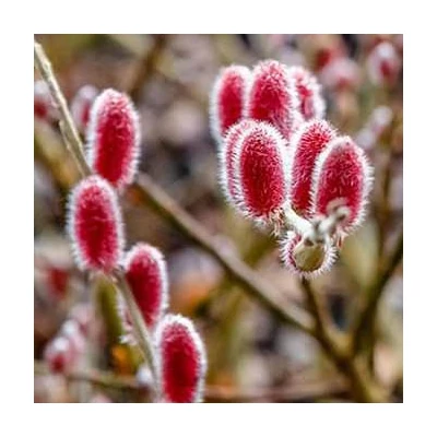 Salix gracilistyla 'Mount Aso' – Rózsaszín fűz