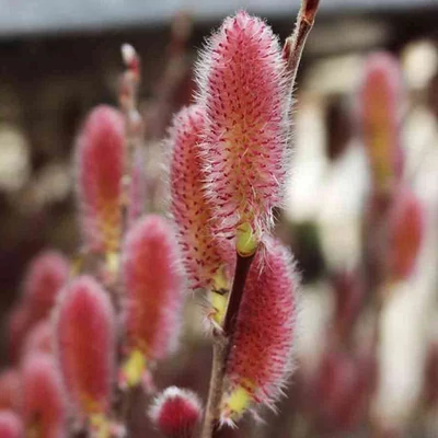 Salix gracilistyla – Rózsaszín fűz