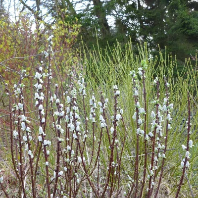 Salix hastata 'Wehrhanii' – Dárdás fűz