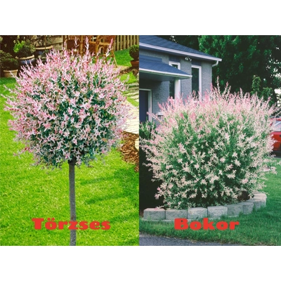 Salix integra 'Hakuro-Nishiki' – Fehér-rózsaszín tarka levelű japán fűz