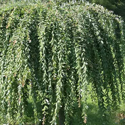 Salix integra 'Pendula' – Japán fűz