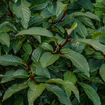 Salix moupinensis