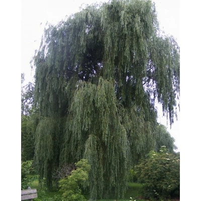 Salix 'Pamiati Bazowa' – Fűzfa