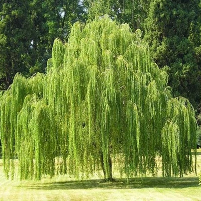 Salix 'Plakuczyj Gnom' – Fűzfa