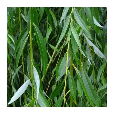 Salix purpurea 'Howki' – Csigolyafűz
