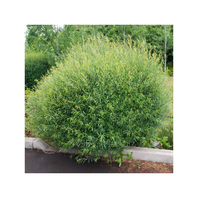 Salix purpurea 'Nana' – Törpe csigolyafűz
