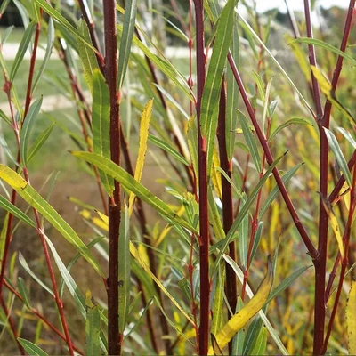 Salix purpurea 'Nancy Saunders' – Csigolyafűz