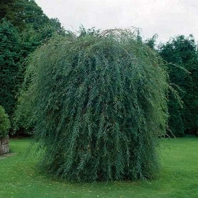 Salix purpurea 'Pendula' – Csüngő csigolyafűz