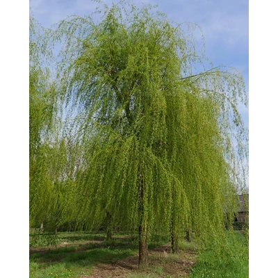 Salix sepulcralis 'Chrysocoma' – Európai szomorúfűz