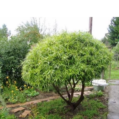 Salix 'Szarowidnyj Karlik' – Fűzfa