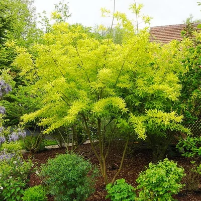 Salix udensis 'Golden Sunshine' – Japán sárkányfűz