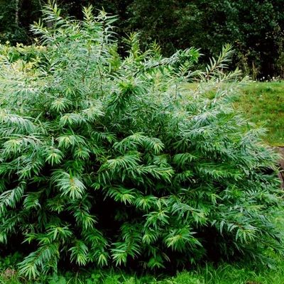 Salix udensis 'Sekka' – Japán sárkányfűz
