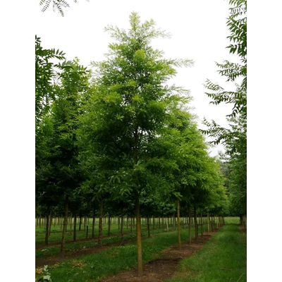 Styphnolobium (Sophora) japonicum 'Regent' – Japánakác (extra méretű koros)