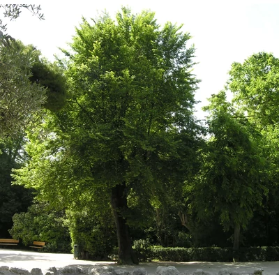 Ulmus minor - Mezei szil