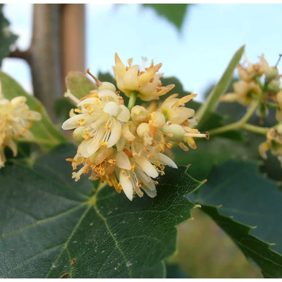 Tilia mongolica 'Harvest Gold' - Mongol hárs