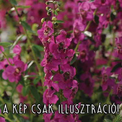 Angelonia angustifolia 'Angelart® Deep Rose' – Keskenylevelű angyalfüzér