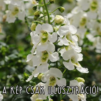 Angelonia angustifolia 'Angelart® White' – Keskenylevelű angyalfüzér