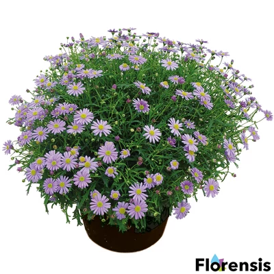 Brachyscome 'Mauve Delight' – Ausztrál százszorszép