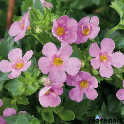 Sutera cordata 'Great® Pink' – Bakopa (hópehelyvirág)