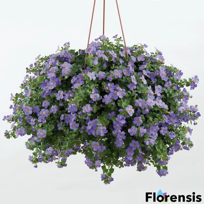 Sutera cordata 'Gulliver® Blue' – Bakopa (hópehelyvirág)