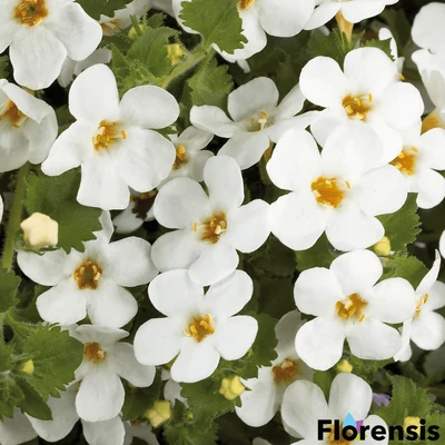 Sutera cordata 'Gulliver® Dynamic White' – Bakopa (hópehelyvirág)