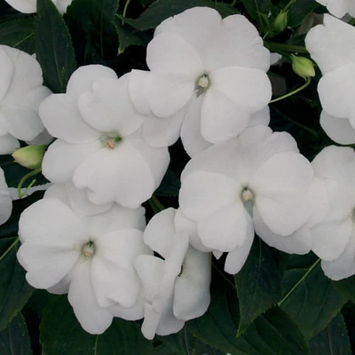 Nebáncsvirág (Impatiens) (fehér)