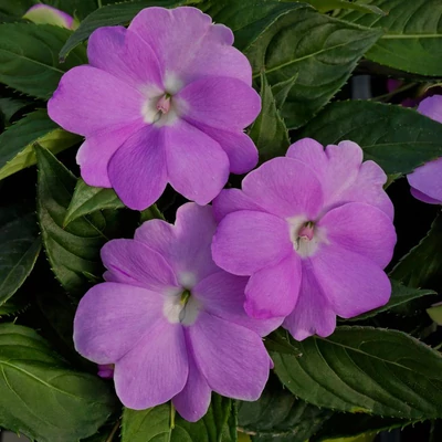 Nebáncsvirág (Impatiens) (lila)