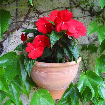 Nebáncsvirág (Impatiens) (piros)