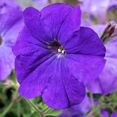 Petúnia (lila)