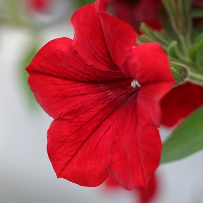Petúnia (piros)